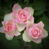 three roses by bob jones-league2